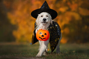 A cream golden retriever wearing a witch's hat and cape carries a plastic pumpkin trick-or-treat pail in its mouth.